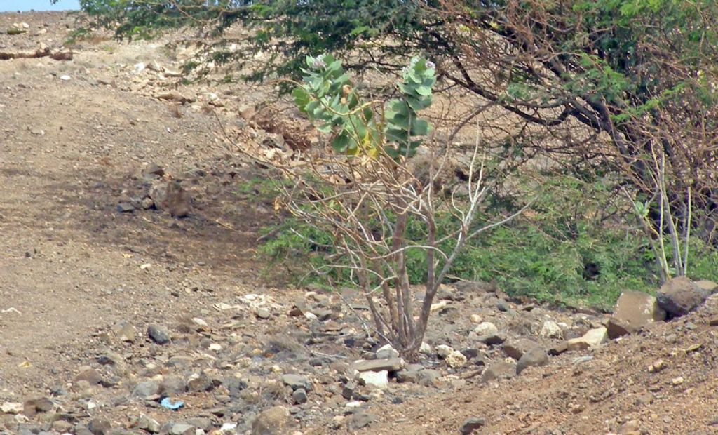 Nel deserto dell''isola di Sal, Capo Verde