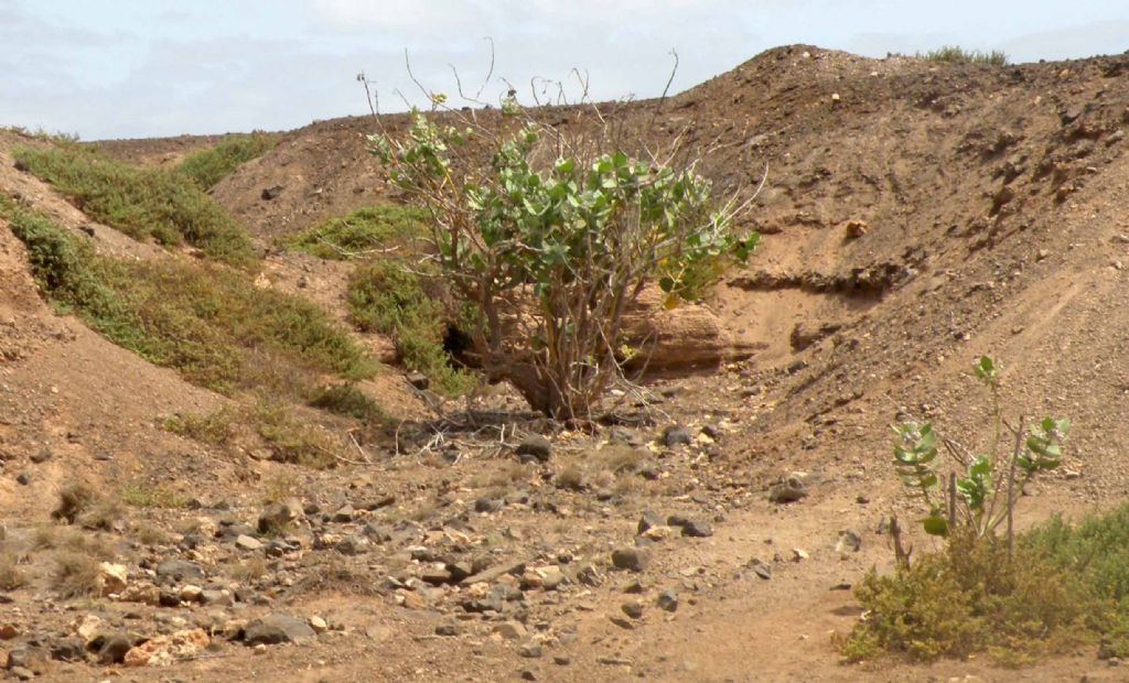 Nel deserto dell''isola di Sal, Capo Verde