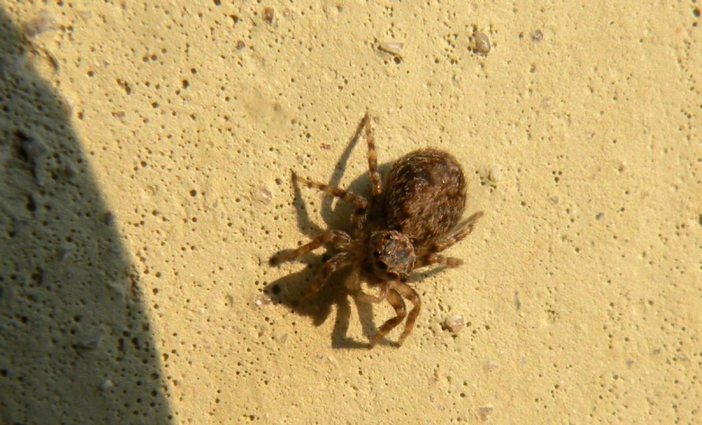 Somiglia a Pseudeuophrys lanigera...