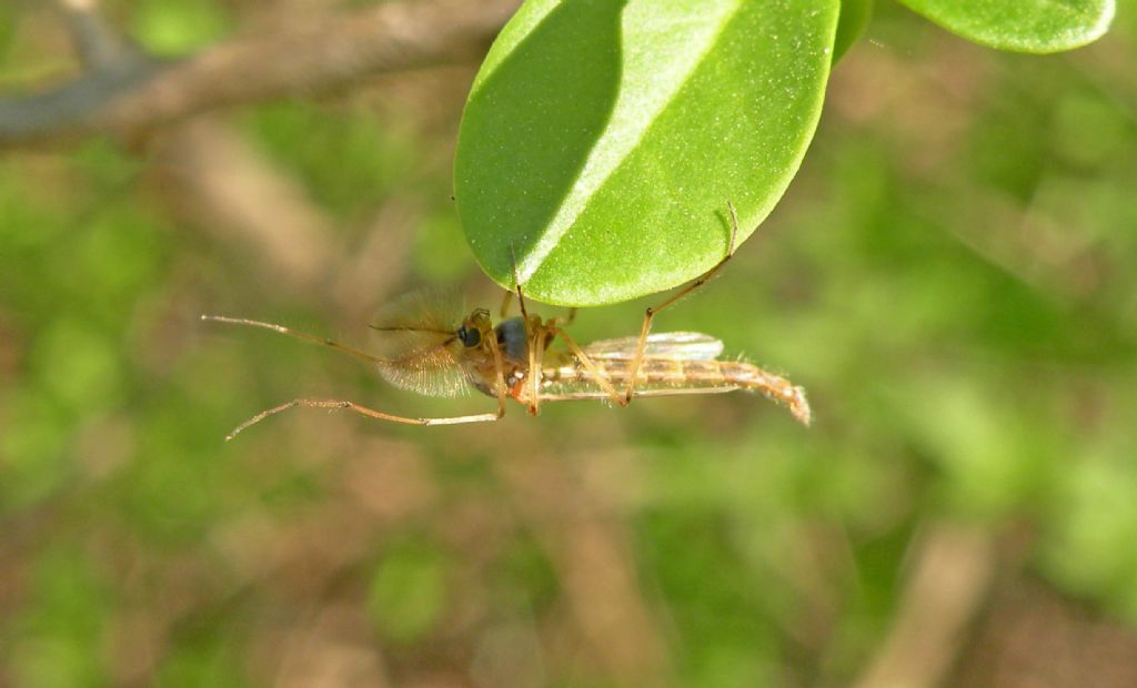 maschio di Chironomidae