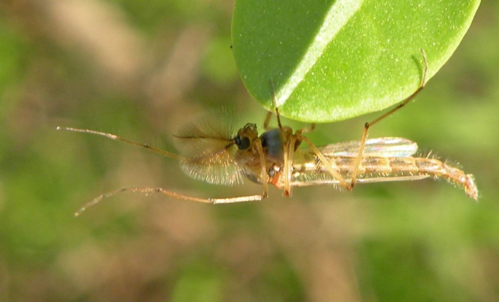 maschio di Chironomidae