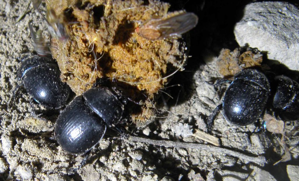 De gustibus...Anoplotrupes stercorosus, Geotrupidae