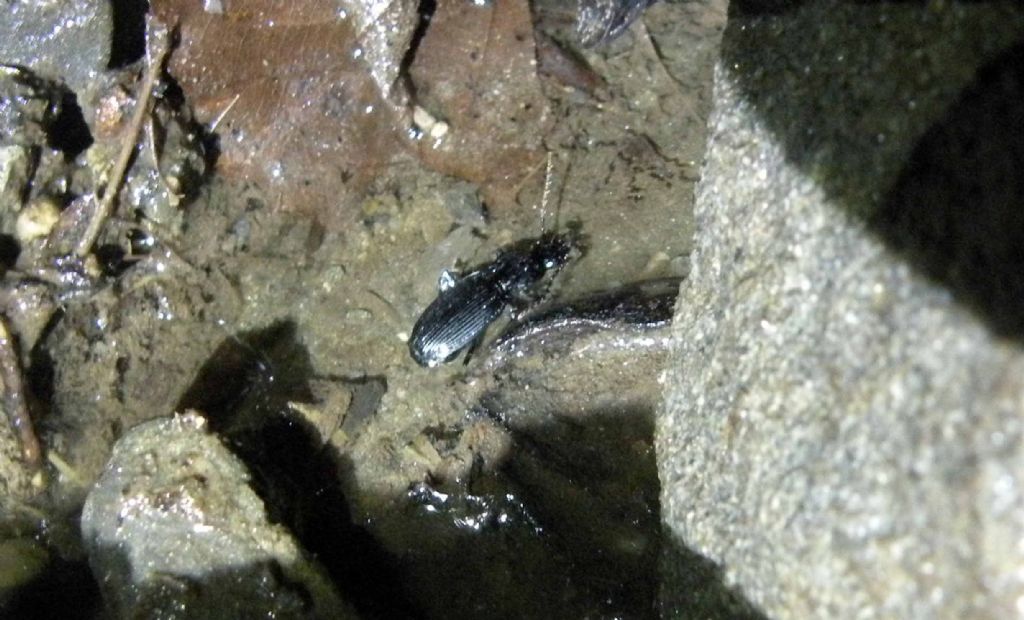 Carabidae: Abax e Pterostichus spp in giro di notte.