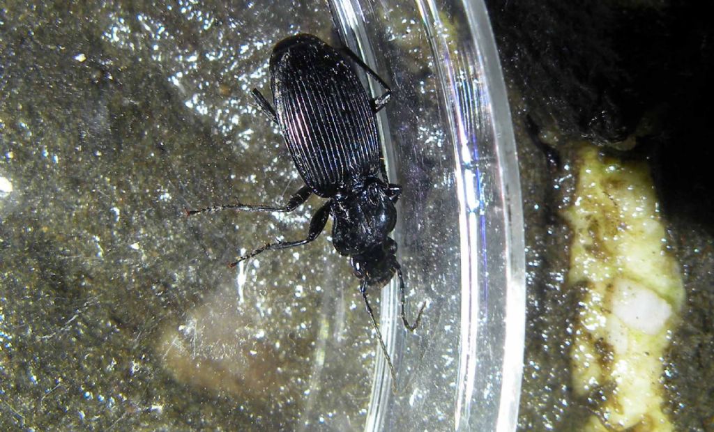 Carabidae: Abax e Pterostichus spp in giro di notte.