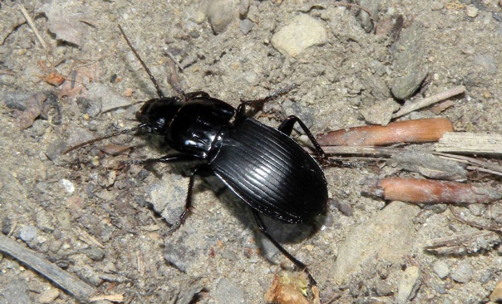 Carabidae: Abax e Pterostichus spp in giro di notte.