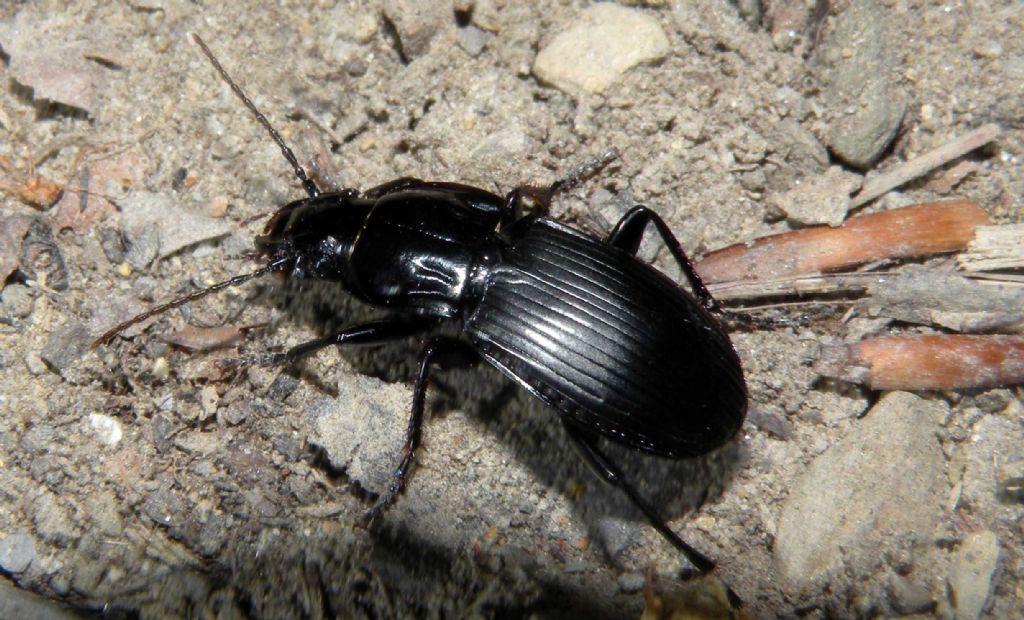 Carabidae: Abax e Pterostichus spp in giro di notte.