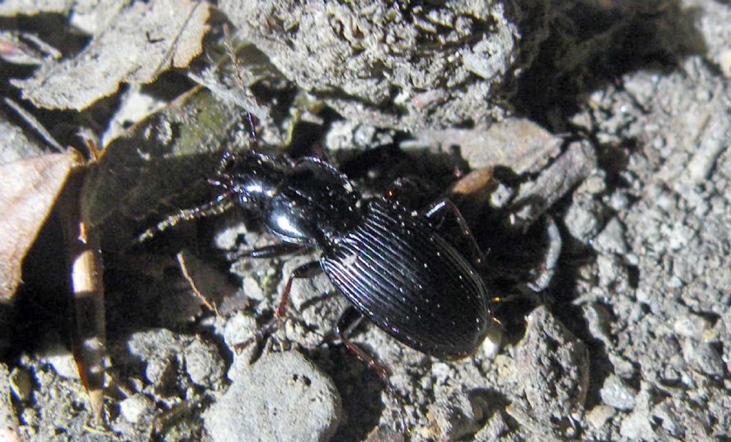 Carabidae: Abax e Pterostichus spp in giro di notte.