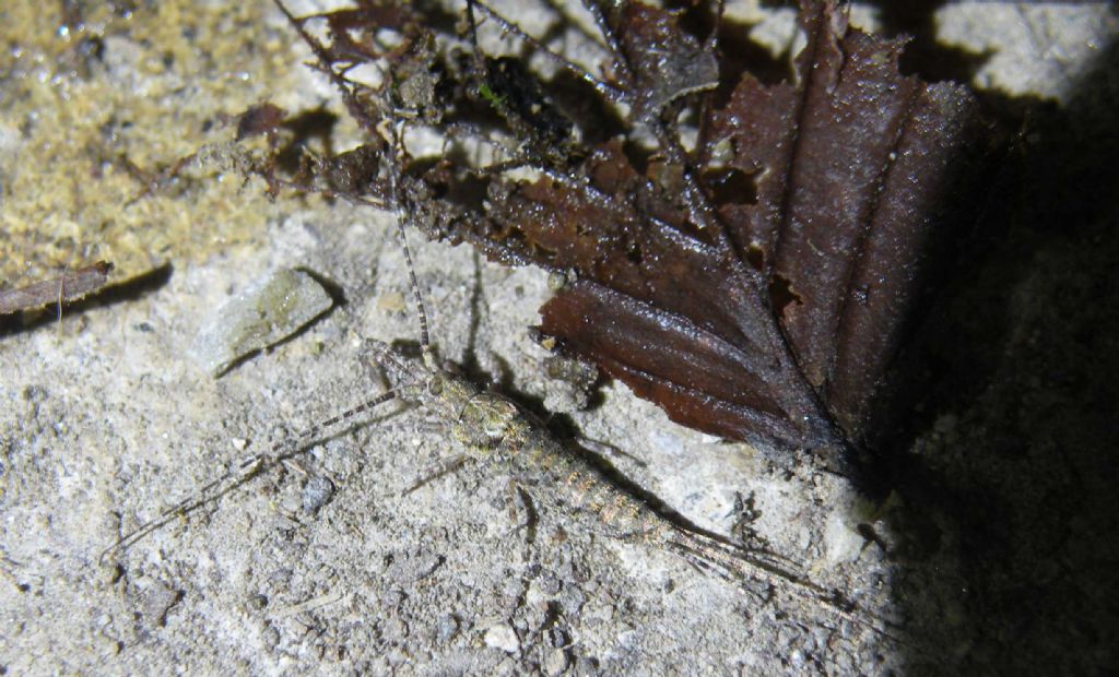 Piccole sorprese notturne: Machilis sp. e Lepismachilis sp.