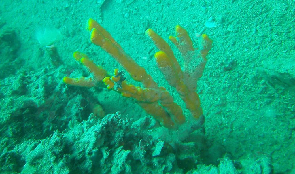 Axinella polypoides