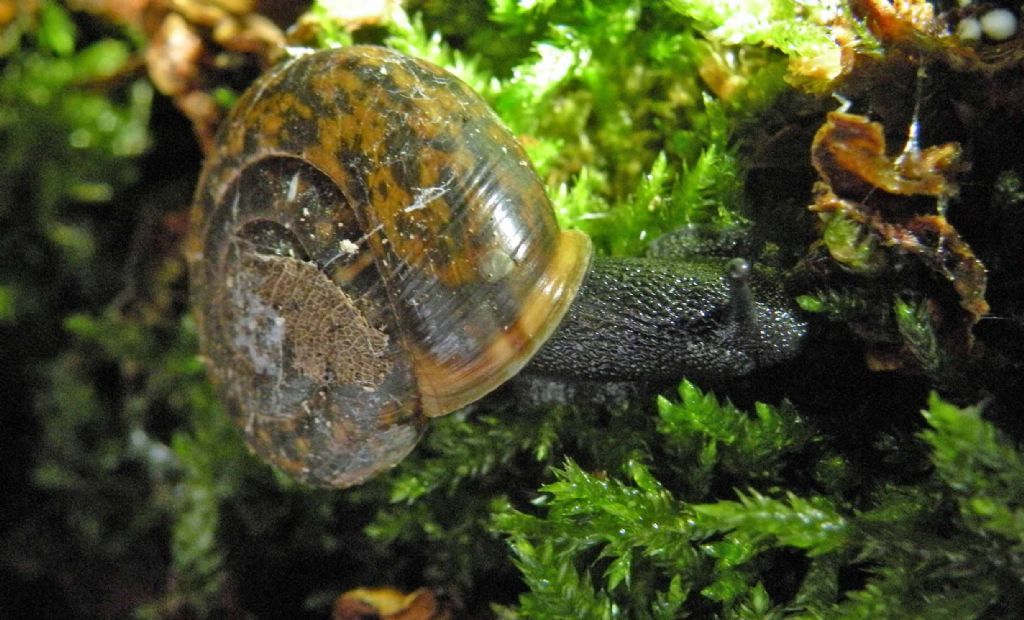 Trochulus hispidus nell''Appennino Reggiano?