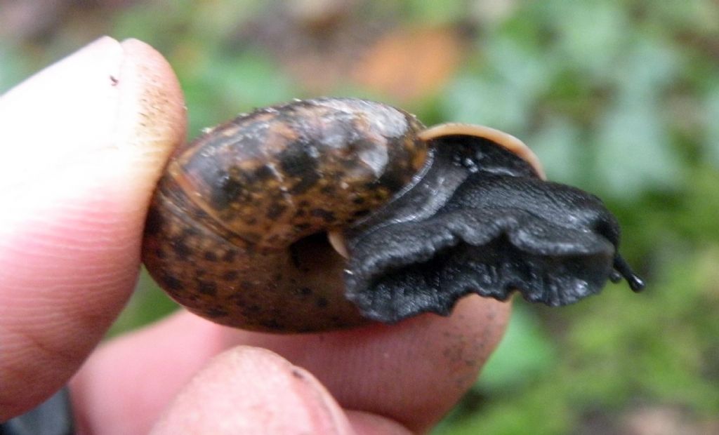 Trochulus hispidus nell''Appennino Reggiano?