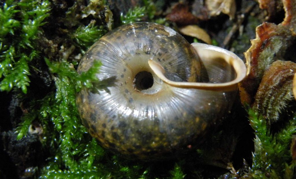 Trochulus hispidus nell''Appennino Reggiano?