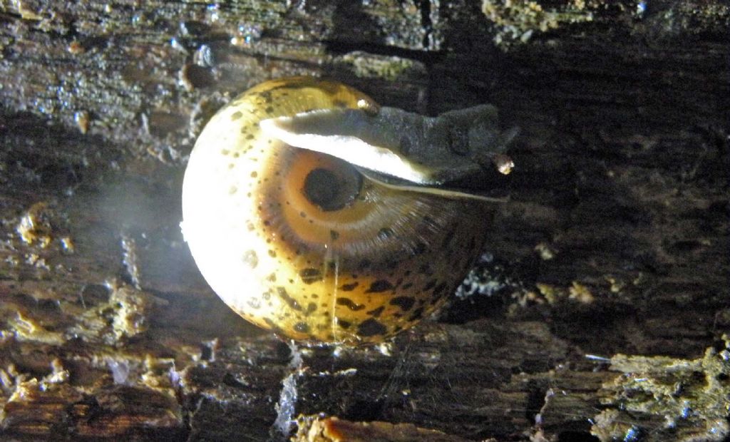 Trochulus hispidus nell''Appennino Reggiano?