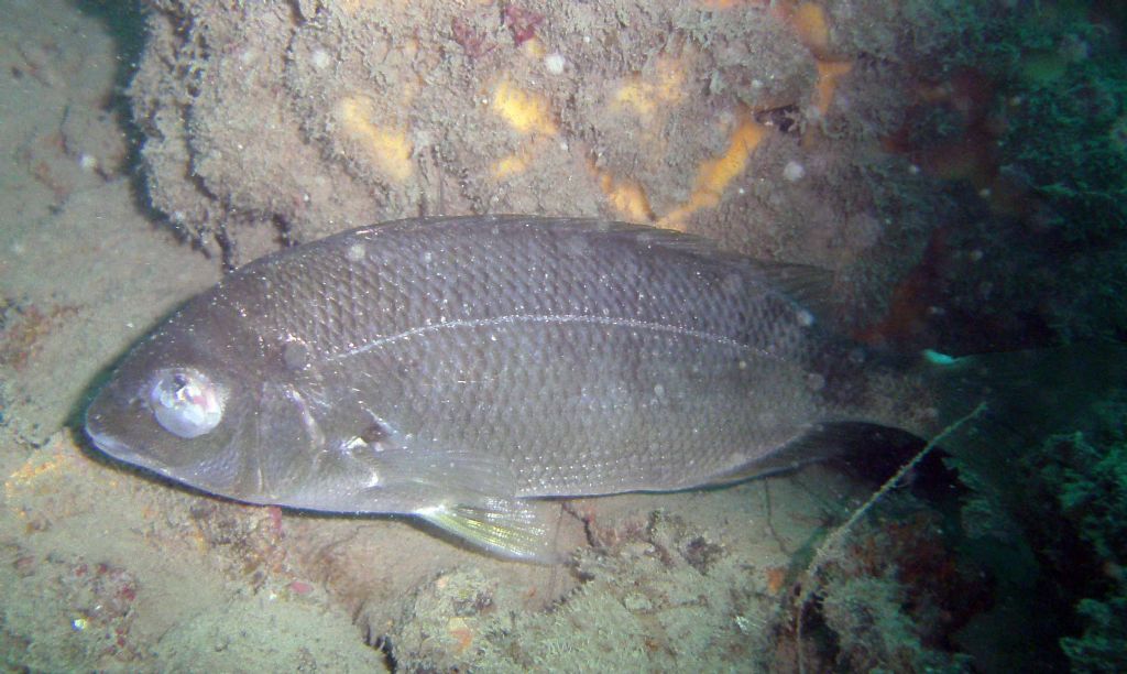 Diplodus annularis cieco?