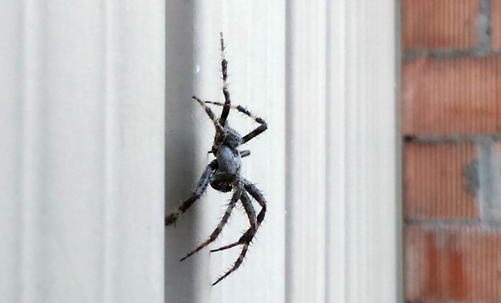 Araneus cf. angulatus - Arceto (RE)