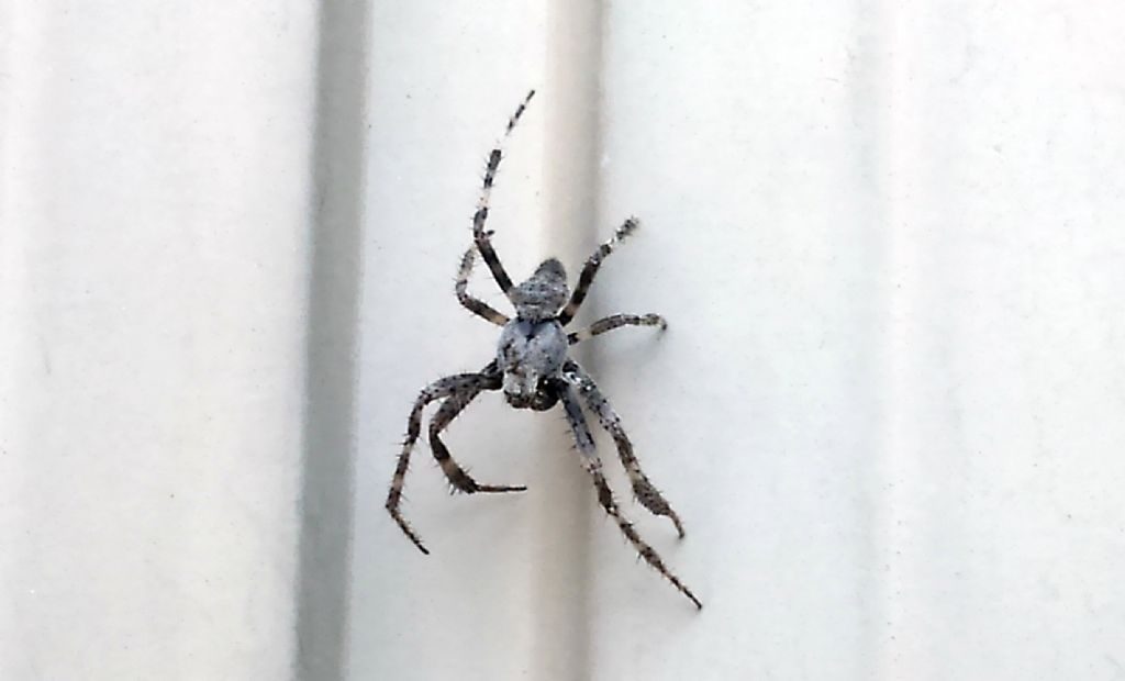 Araneus cf. angulatus - Arceto (RE)