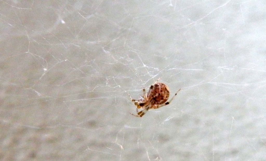 Parasteatoda tepidariorum  - Reggio Emilia