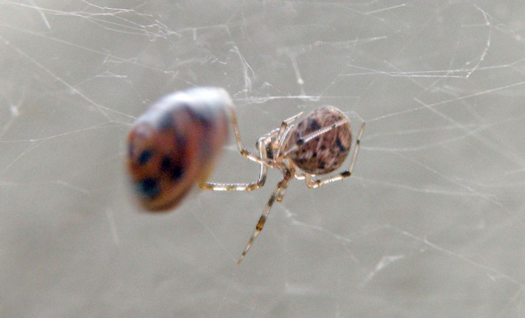 Parasteatoda tepidariorum  - Reggio Emilia