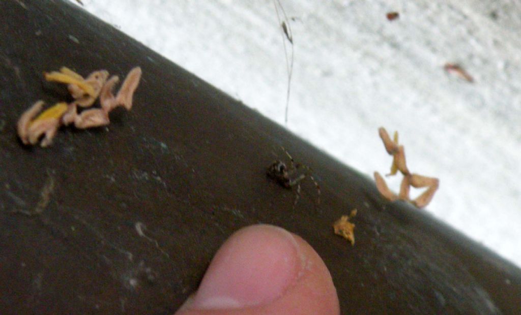 Parasteatoda tepidariorum  - Reggio Emilia