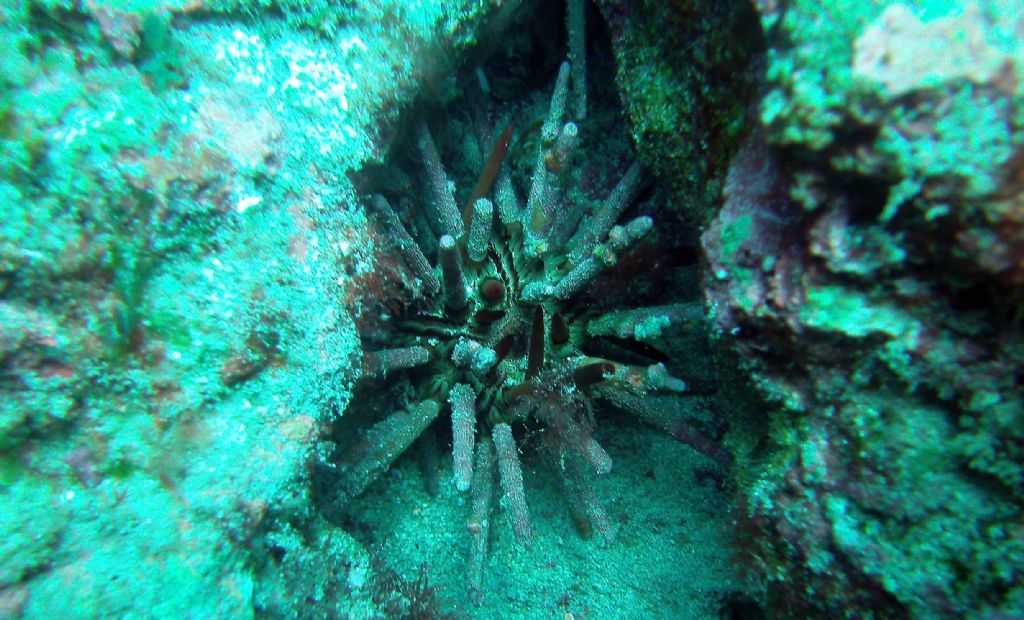 Qualche invertebrato da Capo Verde