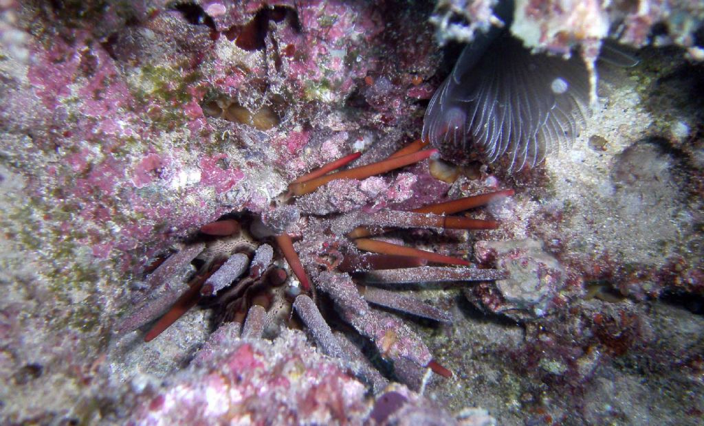 Qualche invertebrato da Capo Verde