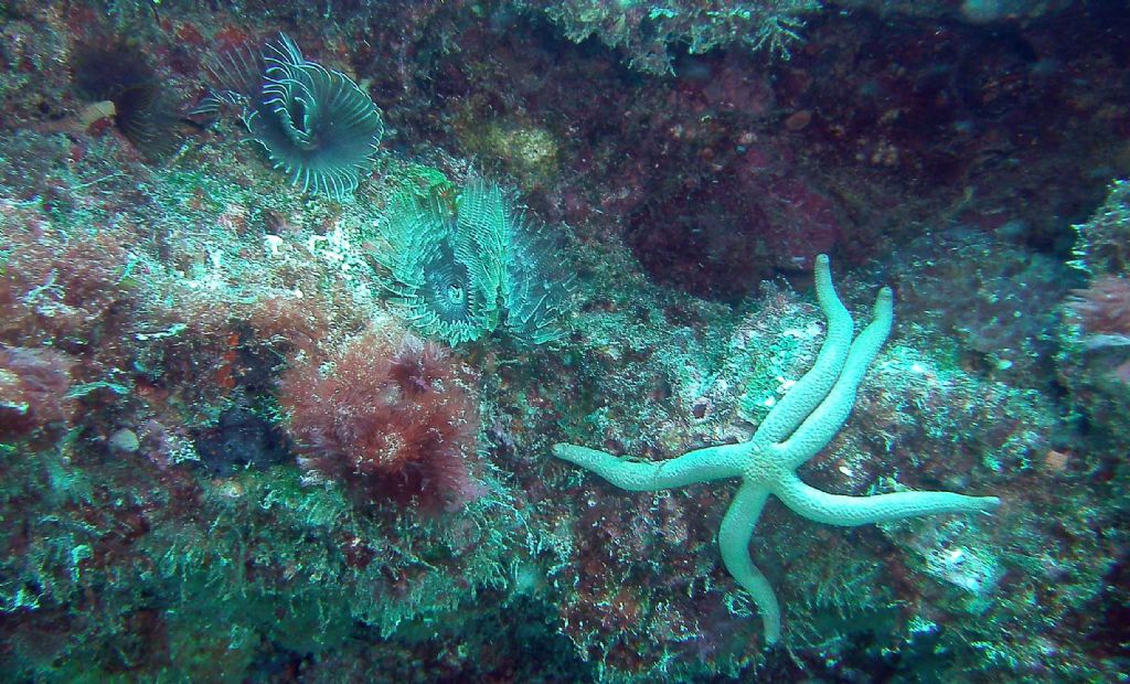 Qualche invertebrato da Capo Verde