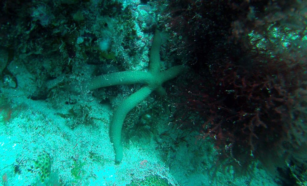 Qualche invertebrato da Capo Verde