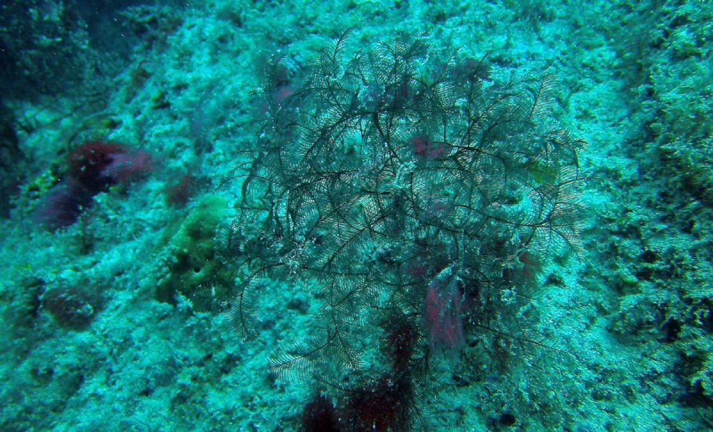 Qualche invertebrato da Capo Verde