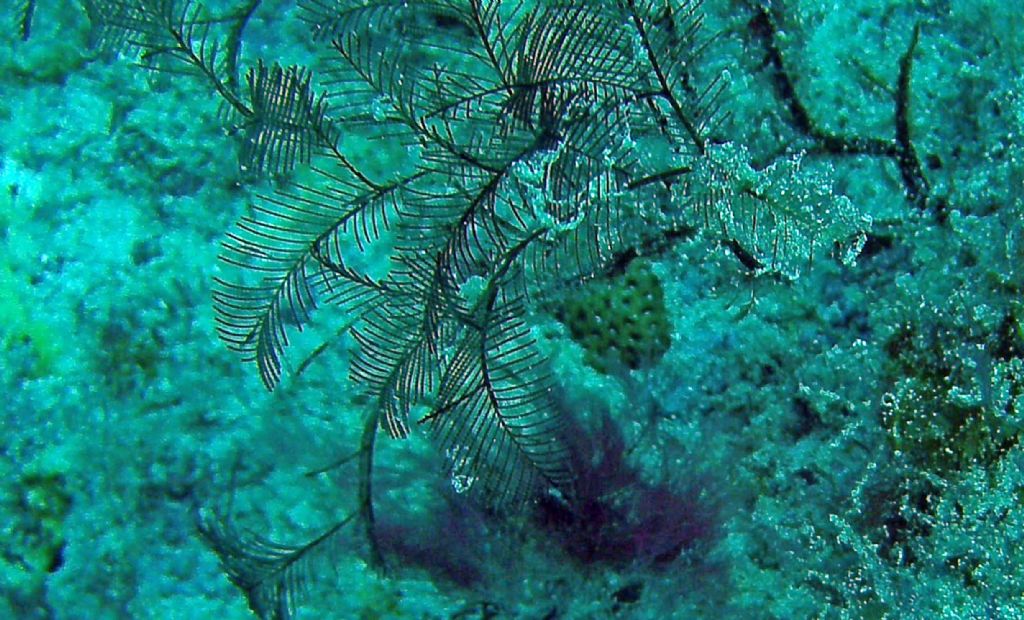 Qualche invertebrato da Capo Verde