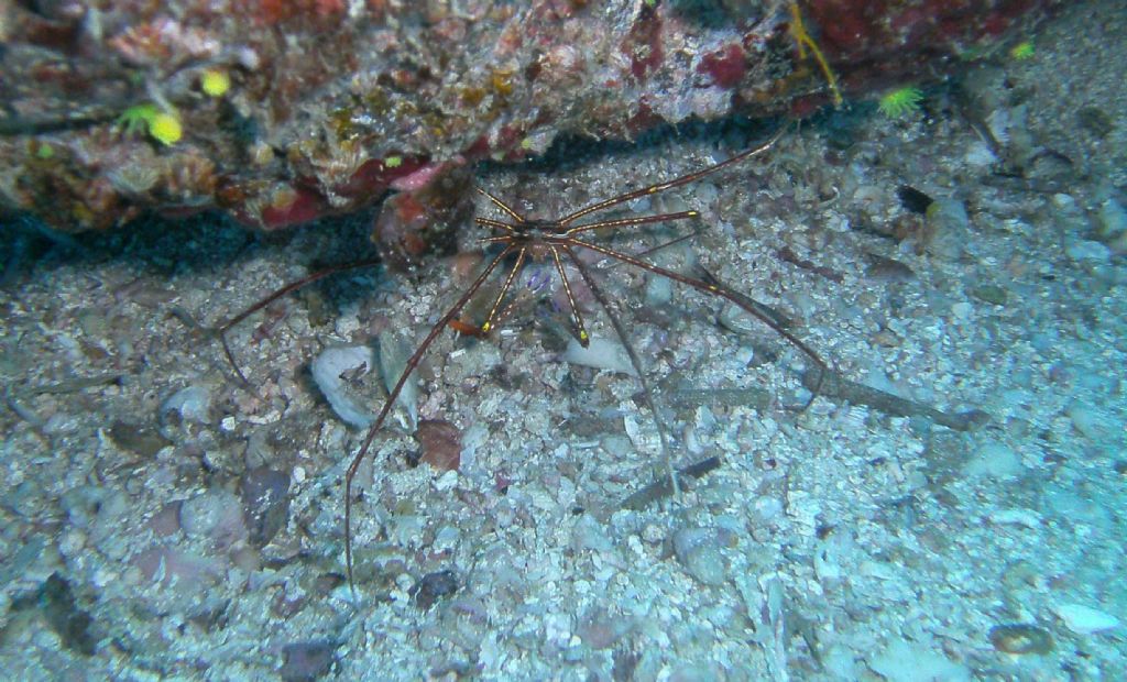 Qualche invertebrato da Capo Verde