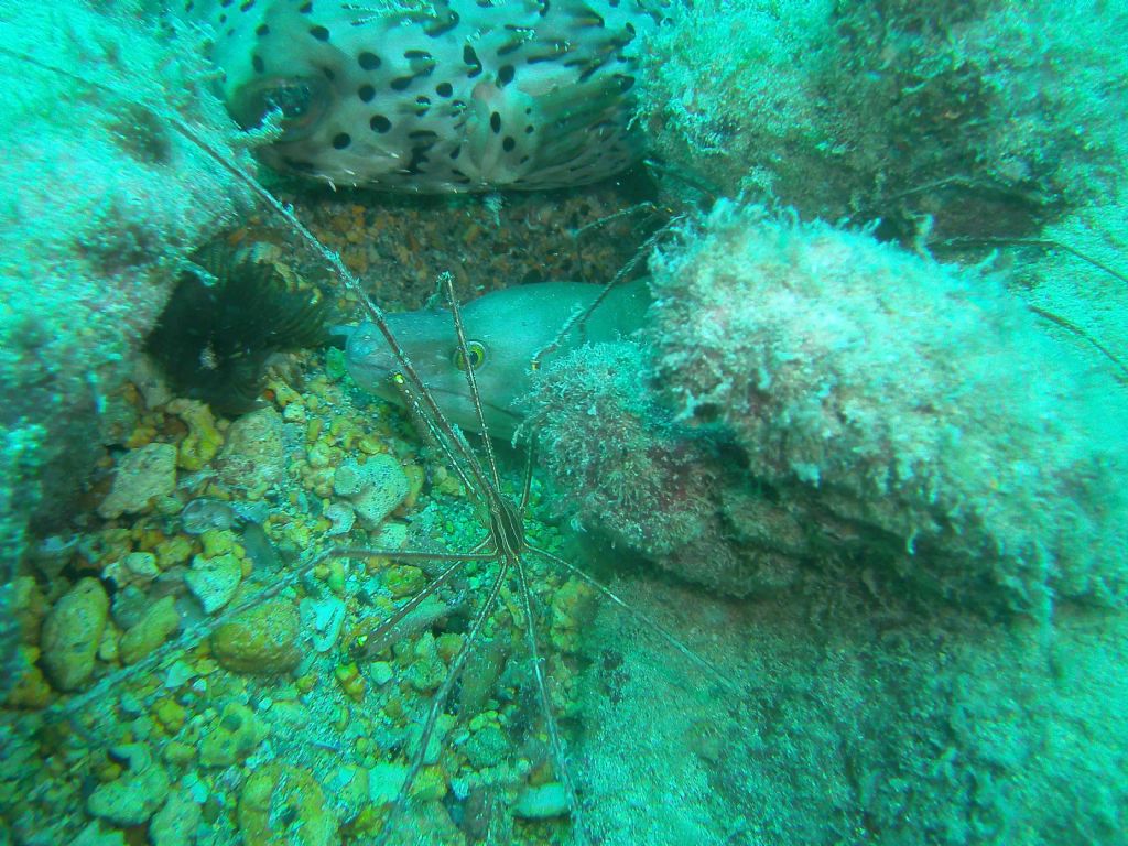 Qualche invertebrato da Capo Verde