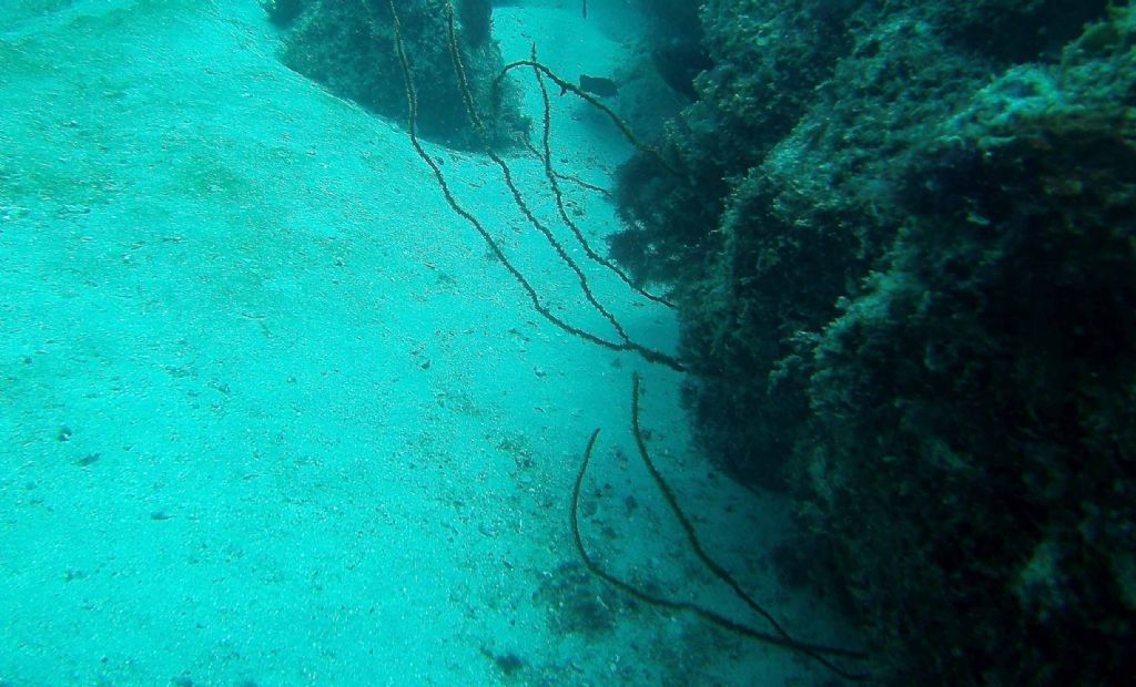 Qualche invertebrato da Capo Verde