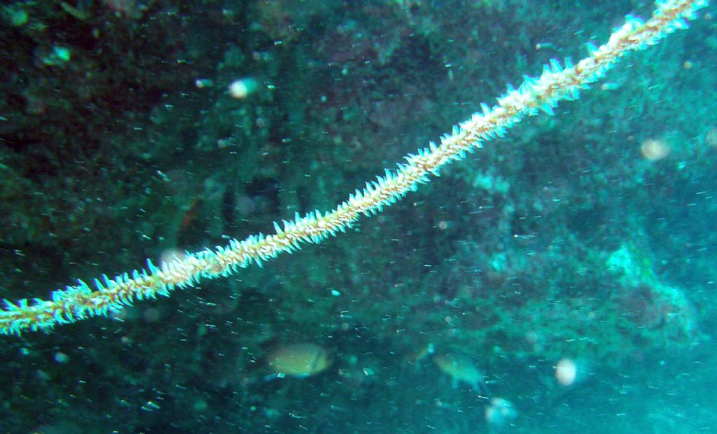 Qualche invertebrato da Capo Verde