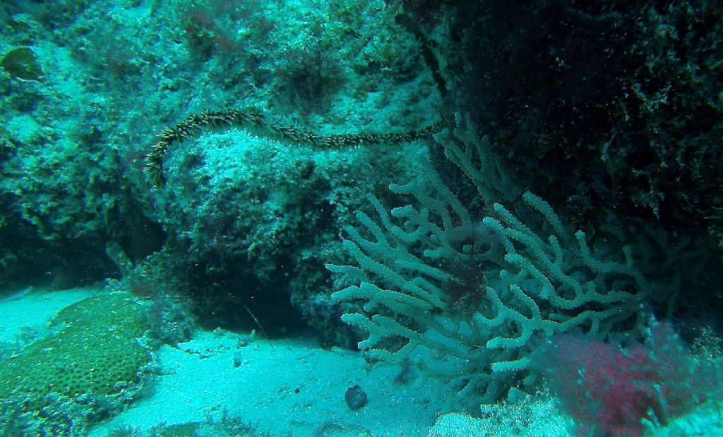 Qualche invertebrato da Capo Verde