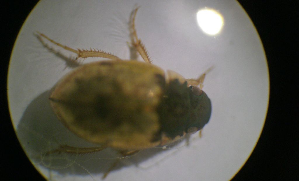 In una goccia d''acqua: Laccobius sp., Hydrophilidae