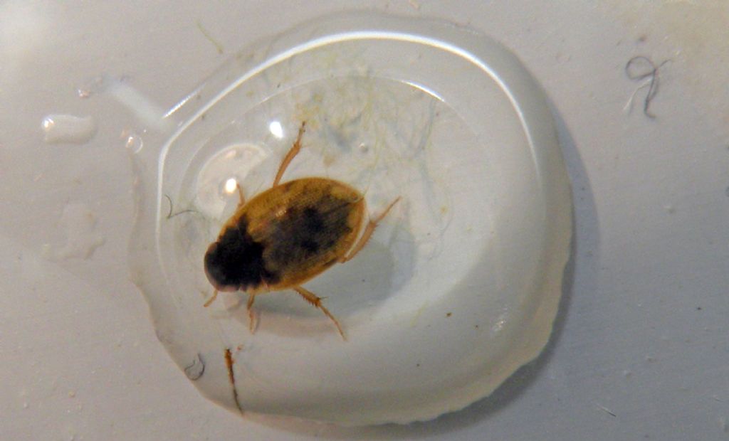 In una goccia d''acqua: Laccobius sp., Hydrophilidae