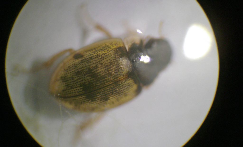 In una goccia d''acqua: Laccobius sp., Hydrophilidae