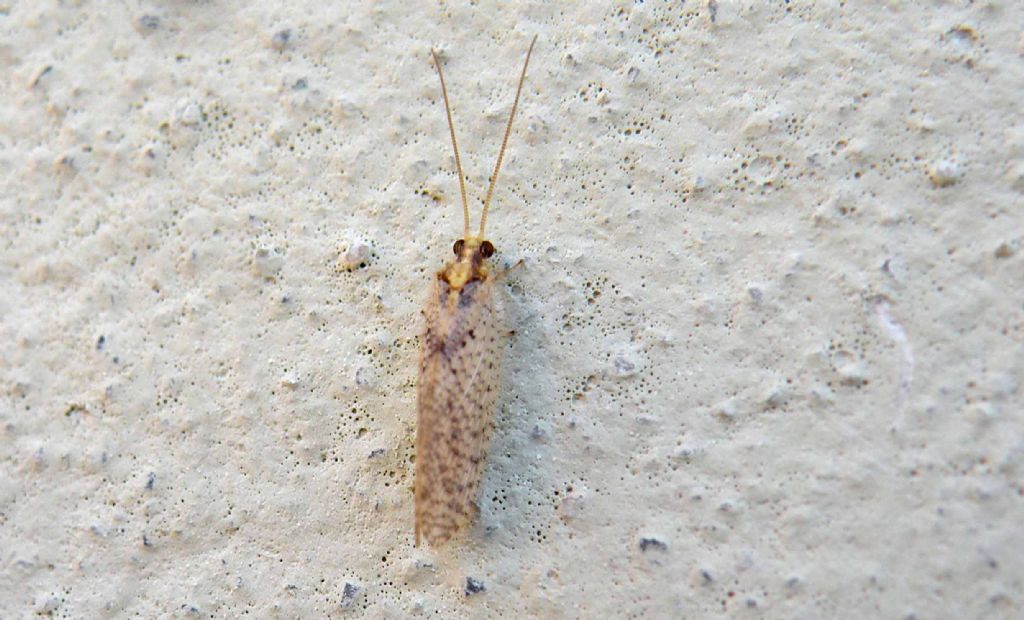 Ospite primaverile: Hemerobius humulinus (Hemerobiidae)