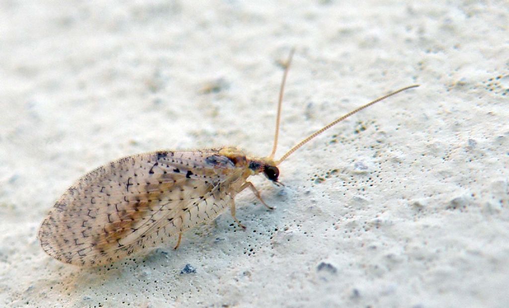 Ospite primaverile: Hemerobius humulinus (Hemerobiidae)