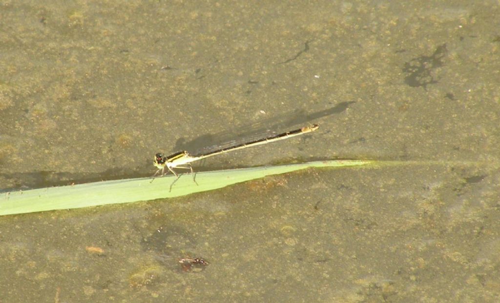 Da lontano... Ischnura elegans, femmina autocroma