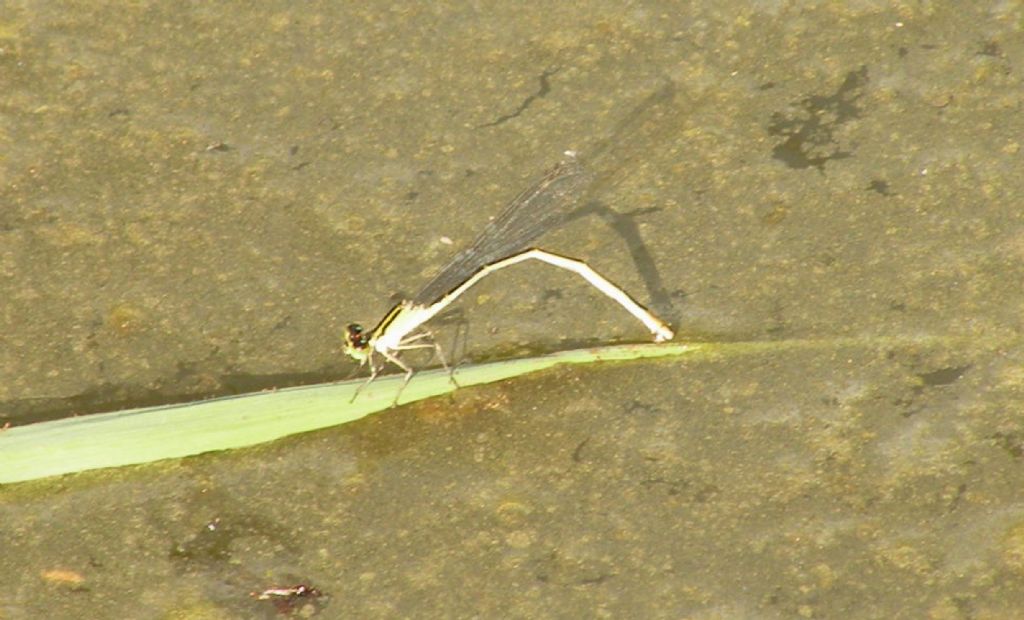 Da lontano... Ischnura elegans, femmina autocroma