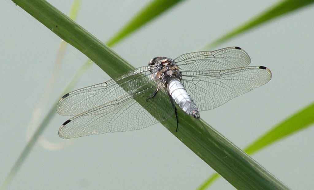 Orthetrum cancellatum, maschio