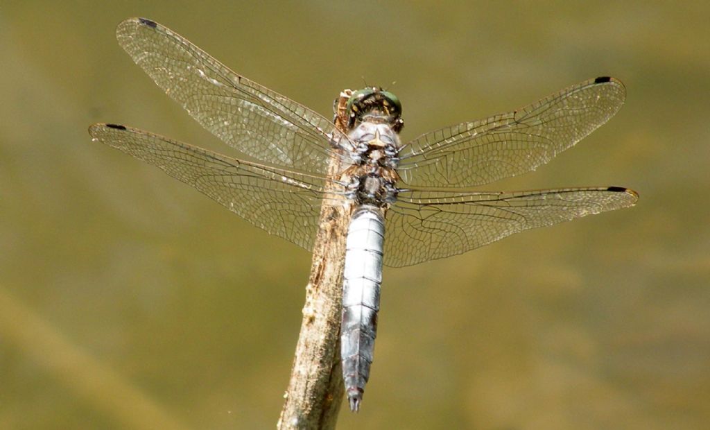 Orthetrum cancellatum, maschio