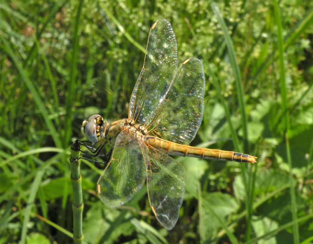 Un qualche Sympetrum? s, S. fonscolombii