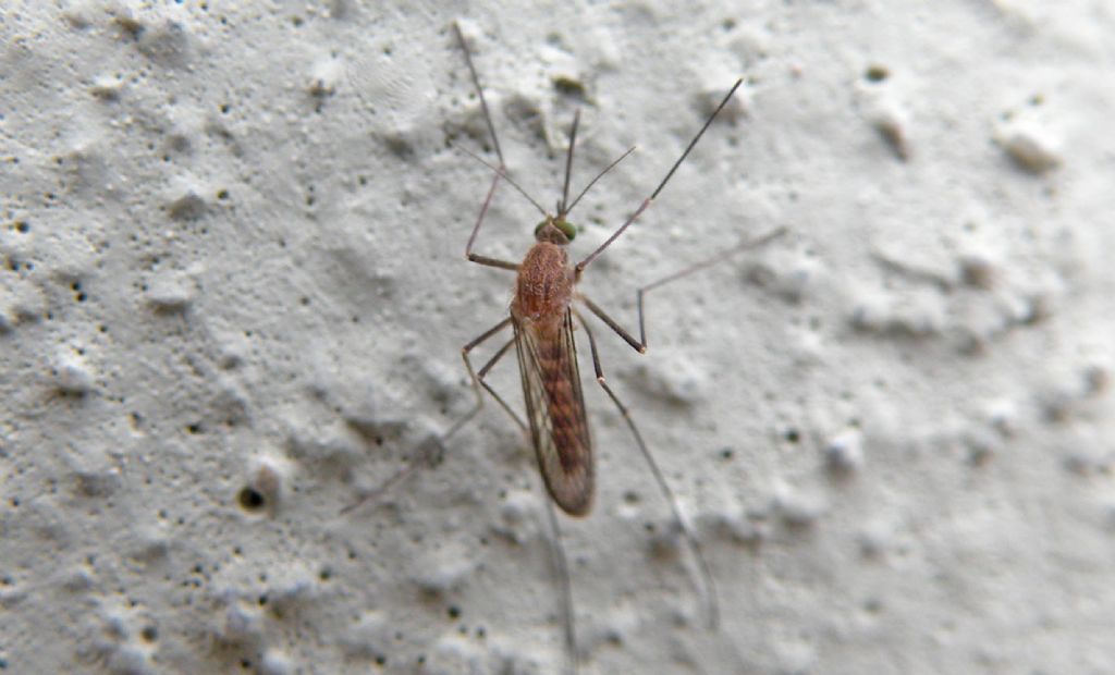 Femmina s.f. Culicinae trib Culicini (Culicidae)