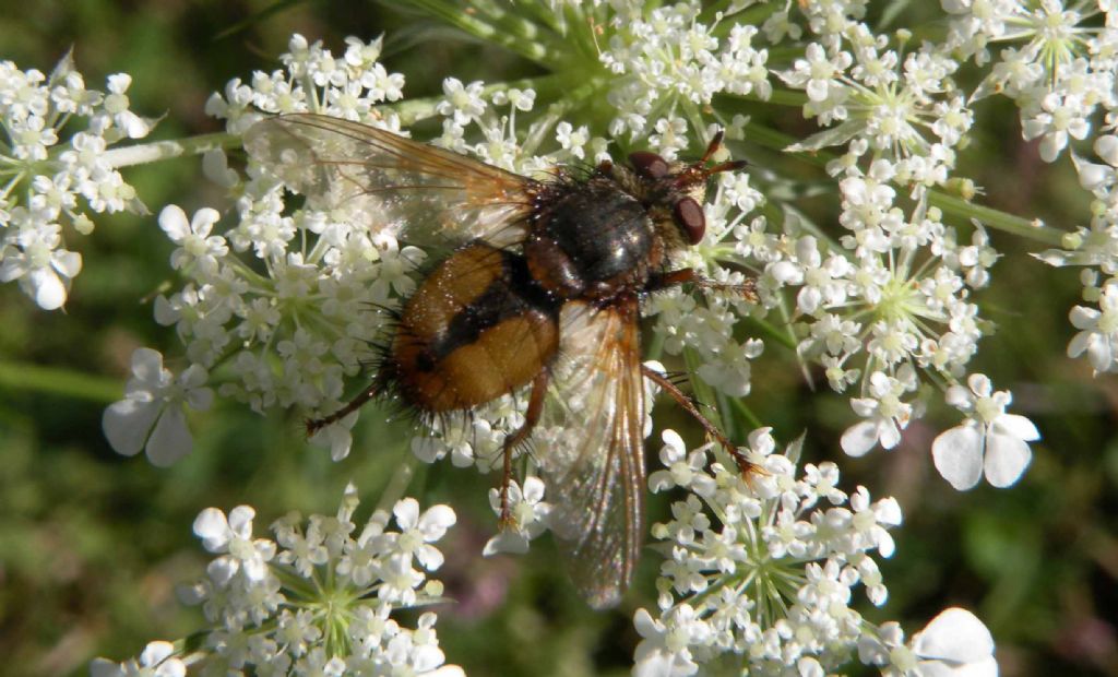 Tachina cf. fera (Tachinidae)