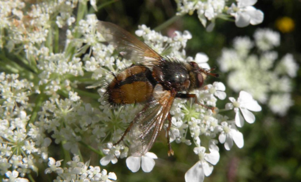 Tachina cf. fera (Tachinidae)