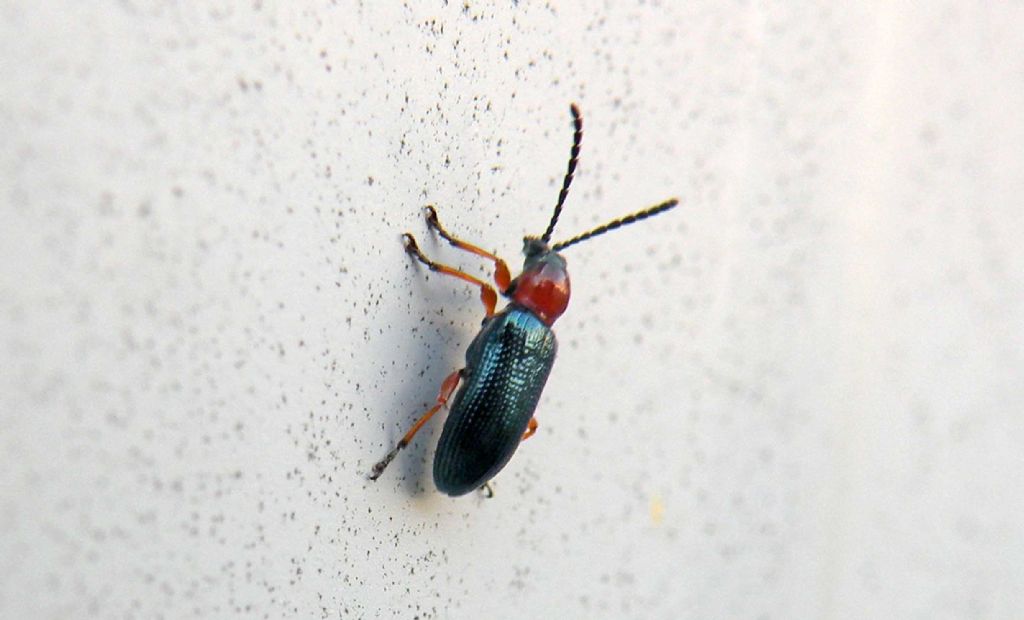 Oulema melanopus (Chrysomelidae)
