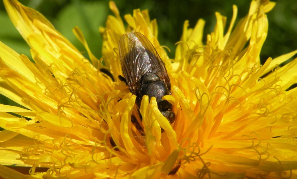 Dittero ingordo: Pollenia sp. femmina (Calliphoridae)