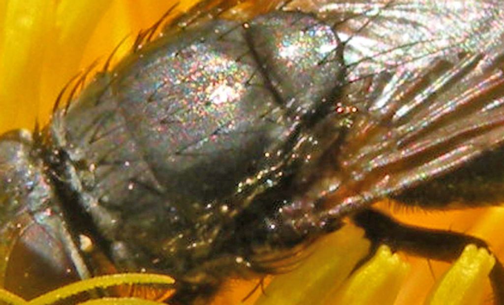 Dittero ingordo: Pollenia sp. femmina (Calliphoridae)